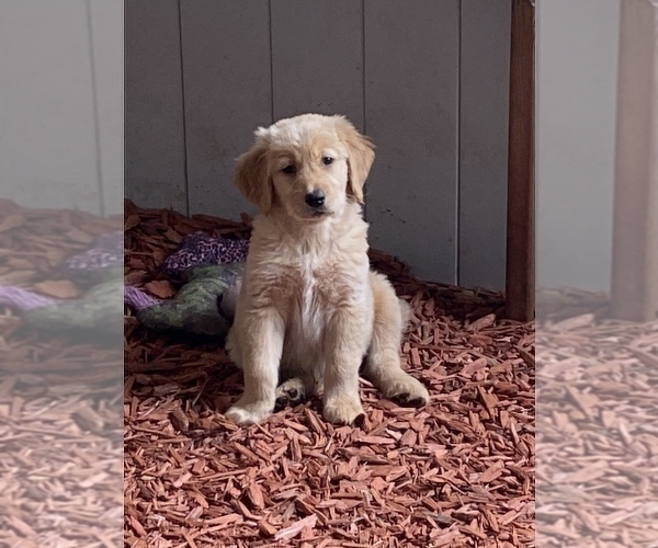 Medium Photo #1 Golden Retriever Puppy For Sale in CRANSTON, RI, USA