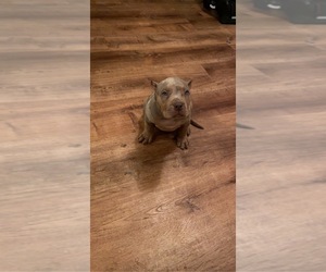 American Bully Puppy for sale in OMAHA, NE, USA