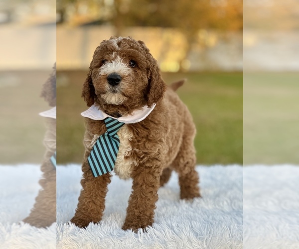 Medium Photo #11 Goldendoodle (Miniature) Puppy For Sale in FROSTPROOF, FL, USA