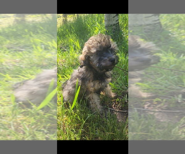 Medium Photo #3 Poodle (Toy) Puppy For Sale in MORRISON, CO, USA
