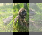 Small #2 Poodle (Toy)
