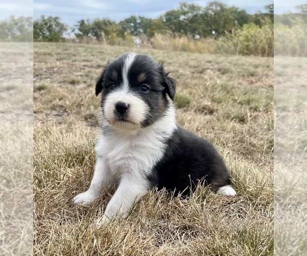 Medium Photo #5 Australian Shepherd Puppy For Sale in LODA, IL, USA