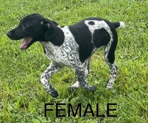 German Shorthaired Pointer Puppy for sale in LEITCHFIELD, KY, USA