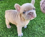 Small #12 French Bulldog