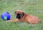 Small Photo #1 Boxer Puppy For Sale in CHILHOWEE, MO, USA