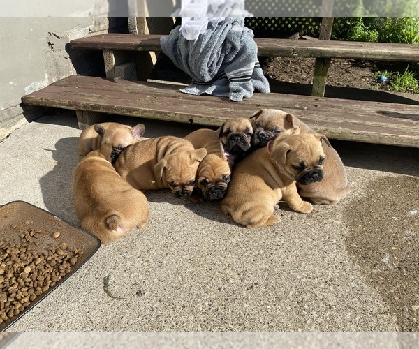 Medium Photo #1 French Bulldog Puppy For Sale in LA CROSSE, WI, USA