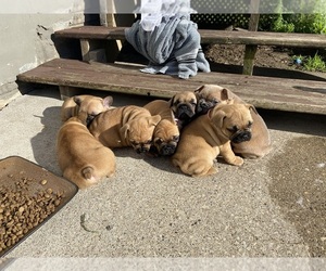 French Bulldog Puppy for sale in LA CROSSE, WI, USA