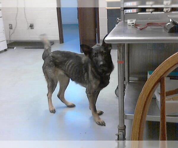 Medium Photo #1 German Shepherd Dog Puppy For Sale in Fayetteville, NC, USA