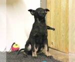 Small Photo #6 Dutch Shepherd Dog Puppy For Sale in JOPLIN, MO, USA
