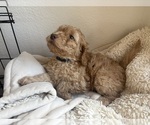 Small #12 Goldendoodle