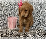 Small Photo #5 Labradoodle-Poodle (Miniature) Mix Puppy For Sale in CEDAR LANE, PA, USA