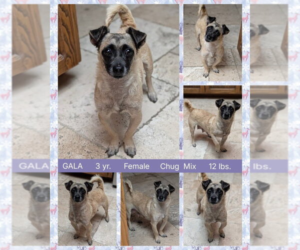 Medium Photo #1 Pug-Unknown Mix Puppy For Sale in Mesa, AZ, USA