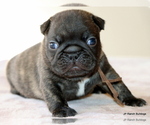 Small #1 French Bulldog
