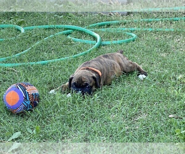 Medium Photo #15 Boxer Puppy For Sale in COWETA, OK, USA