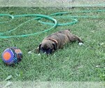 Small Photo #15 Boxer Puppy For Sale in COWETA, OK, USA