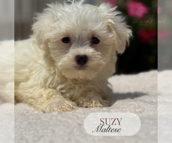 Medium Photo #3 Maltese Puppy For Sale in ELMHURST, IL, USA