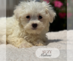 Small #2 Maltese