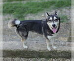 Small #6 Siberian Husky Mix