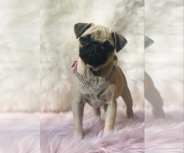 Medium Photo #17 Pug Puppy For Sale in CANTON, CT, USA