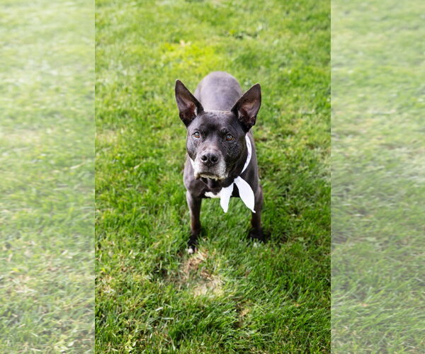 Medium Photo #19 Mutt Puppy For Sale in Crete, IL, USA
