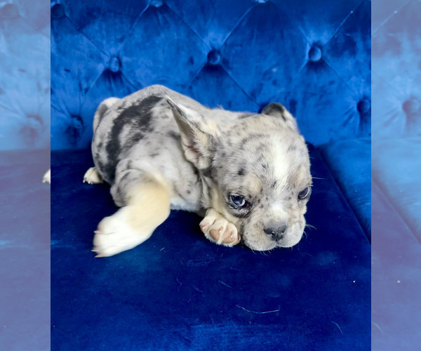 Medium Photo #9 French Bulldog Puppy For Sale in SAN DIEGO, CA, USA