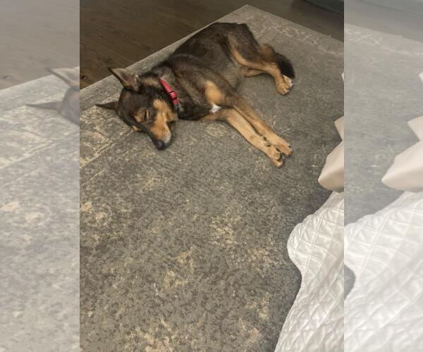 Medium Photo #2 Mutt Puppy For Sale in The Woodlands, TX, USA