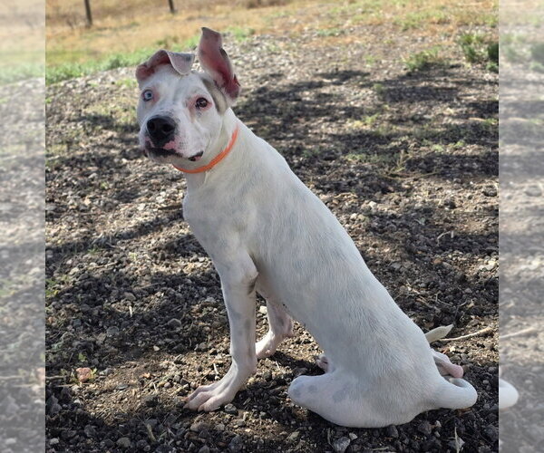 Medium Photo #3 Mutt Puppy For Sale in Lakewood, CO, USA