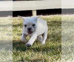 Small #2 French Bulldog