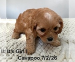 Small #1 Cavapoo (Miniature)