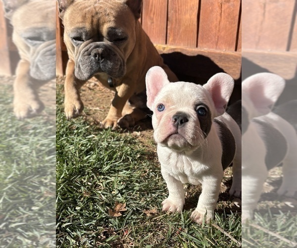 Medium Photo #11 French Bulldog Puppy For Sale in NORTH LAS VEGAS, NV, USA