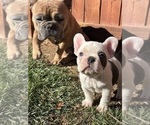 Small #10 French Bulldog