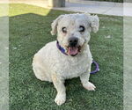 Small Poodle (Miniature) Mix