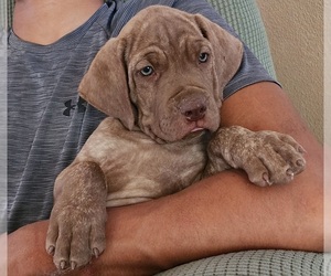 Cane Corso Puppy for sale in CORONA, CA, USA