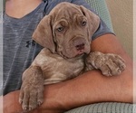 Small Cane Corso