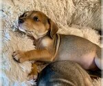 Small #3 Mutt