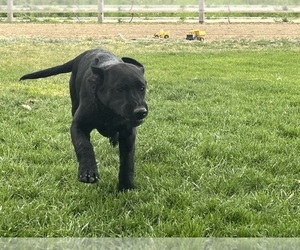 Labrador Retriever Puppy for sale in LOMA, CO, USA