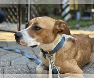 Beagle-English Foxhound Mix Dogs for adoption in Okolona, MS, USA