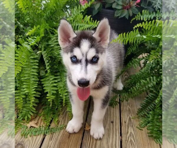 Medium Photo #1 Siberian Husky Puppy For Sale in SINKING SPRING, PA, USA