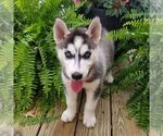 Small Photo #1 Siberian Husky Puppy For Sale in SINKING SPRING, PA, USA