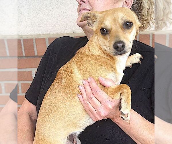 Medium Photo #7 Chihuahua Puppy For Sale in Carrollton, TX, USA