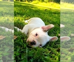 Small Photo #7 French Bulldog Puppy For Sale in LINDEN, TN, USA