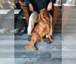 Small #3 Golden Retriever
