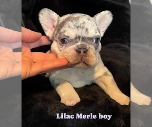 French Bulldog Puppy for sale in SHELBYVILLE, IN, USA