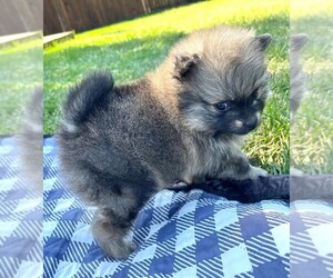 Pomeranian Puppy for sale in LISLE, IL, USA