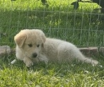 Small #2 Great Pyrenees