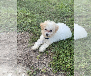 Maltipoo Puppy for sale in FORT MYERS, FL, USA