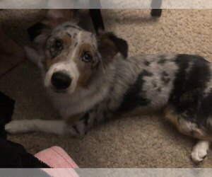 Australian Shepherd Dogs for adoption in EAGAN, MN, USA