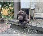 Small Photo #6 German Shorthaired Lab Puppy For Sale in TACOMA, WA, USA