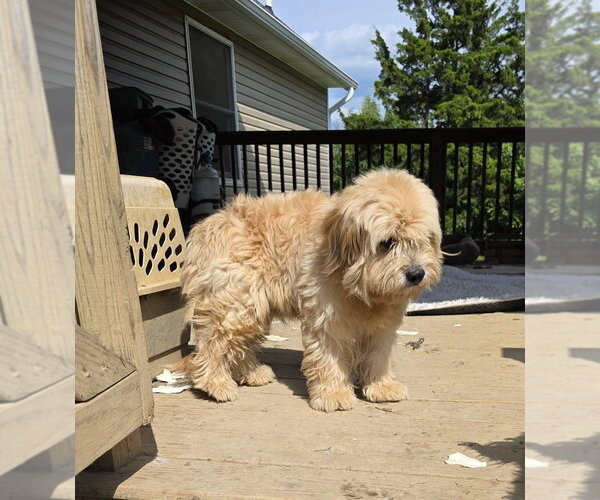 Medium Photo #1 Shih Tzu-Unknown Mix Puppy For Sale in Aurora, IN, USA