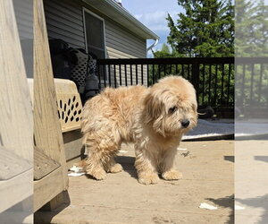 Shih Tzu-Unknown Mix Dogs for adoption in Aurora, IN, USA
